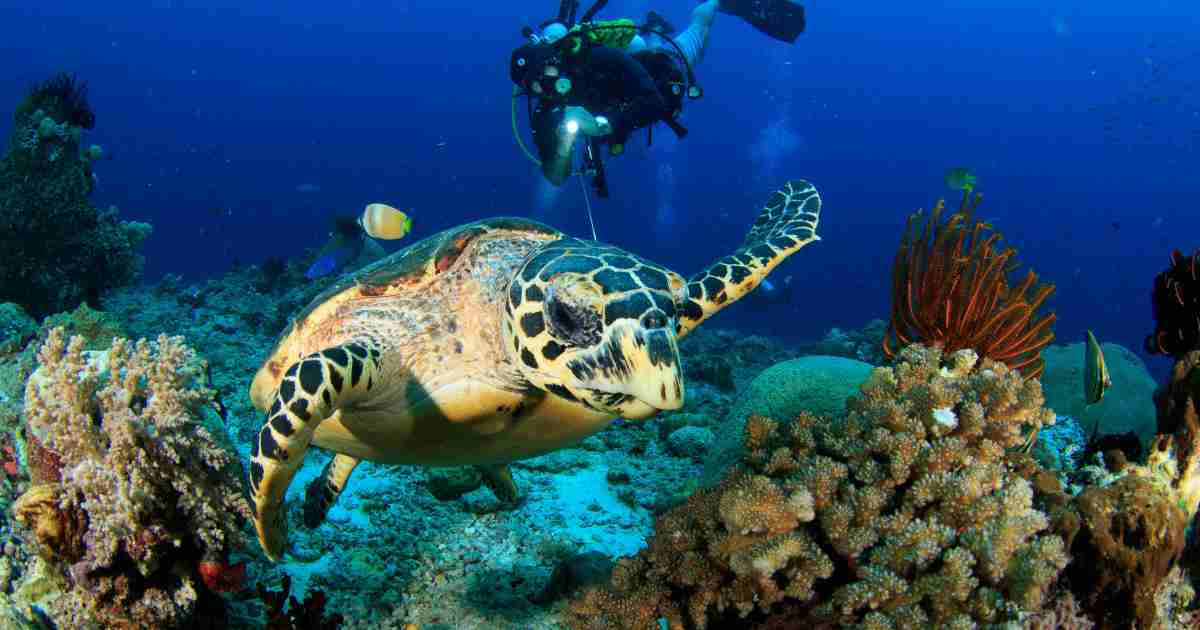 Keindahan Bawah Laut Tempat Diving Terbaik di Dunia